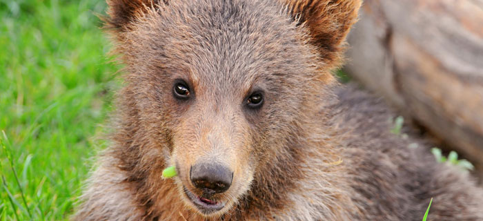 Esbardo, el hijo del gran Oso